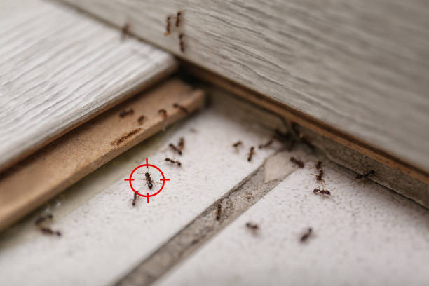 Best Ant Control Services  in Mpo, CA