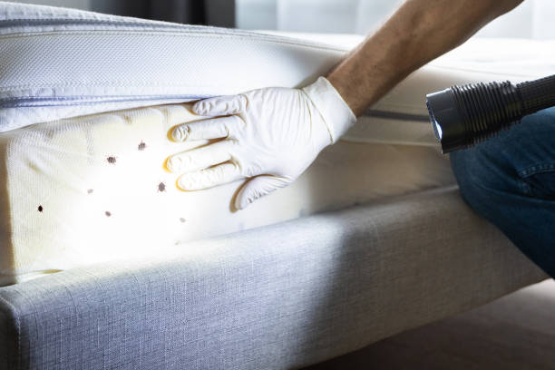Best Termite Control Services  in Mpo, CA