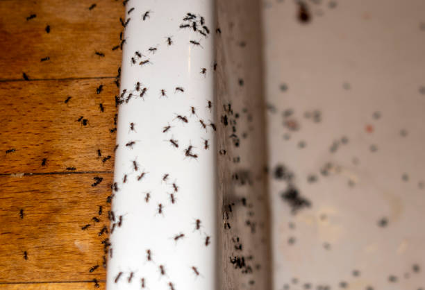Best Flea Control Services  in Mpo, CA