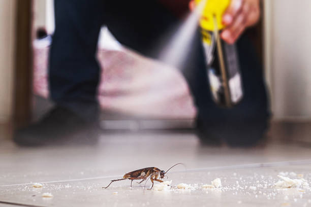 Best Pest Control Near Me in Campo, CA